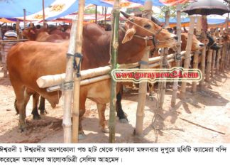 ঈশ্বরদীর অরণ কোলা পশুর হাটে দেশি গরুর ছড়াছড়ি