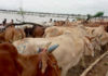 ঈদুল আজহা পর্যন্ত সীমান্তে গবাদিপশু প্রবেশ বন্ধ