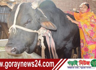 কুষ্টিয়ার ভেড়ামারায় রাজাবাবু বিক্রি হলেই গরুর খামার করবেন ইতি!