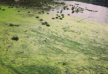 খোকসা থানার শিমুলিয়া গ্রামের কয়েক হাজার বিঘা ফসলি জমি পানিতে তলিয়ে গেছে!