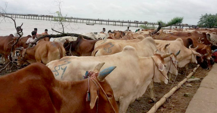 cow-20190716213302